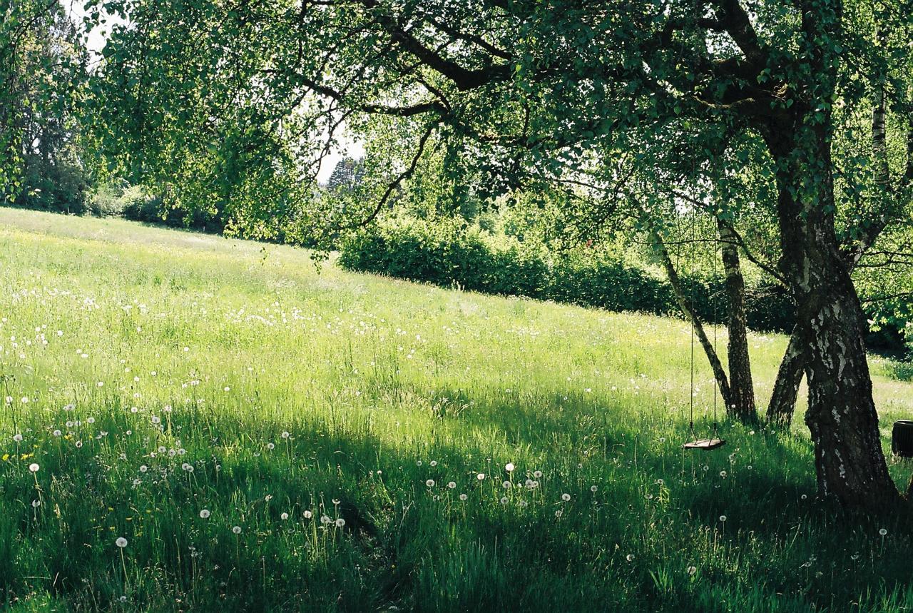 Prairie ensoleillée sous un grand arbre